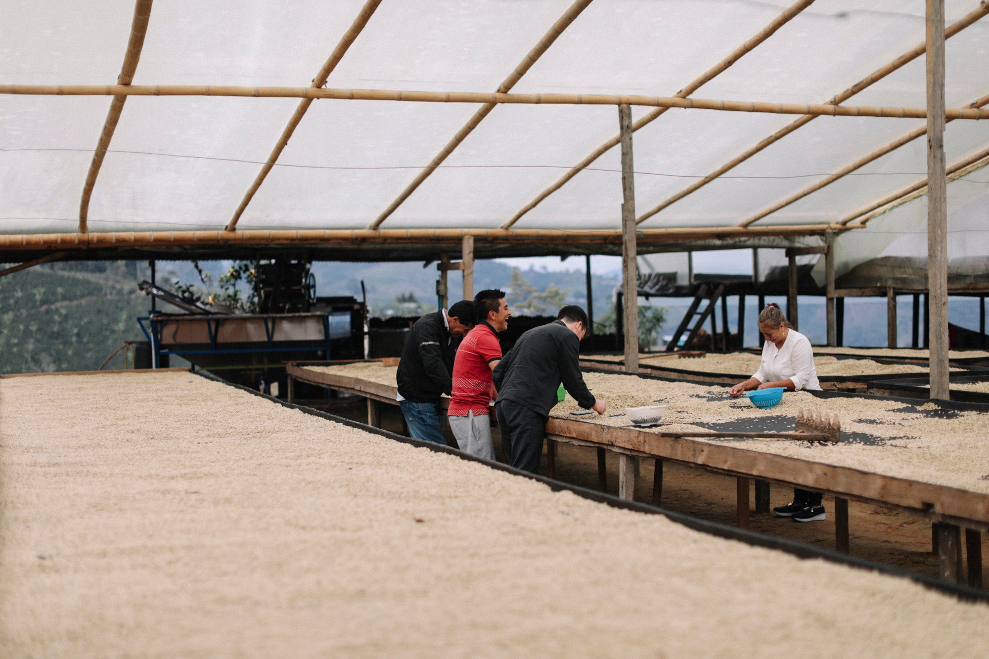 Now Roasting Four Distinct Coffees from Finca Los Angeles