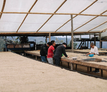 Now Roasting Four Distinct Coffees from Finca Los Angeles